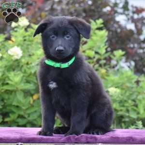 Namaan, German Shepherd Puppy