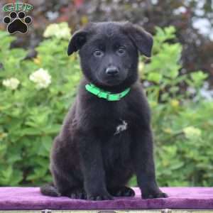 Namaan, German Shepherd Puppy