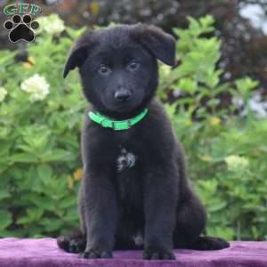 Namaan, German Shepherd Puppy