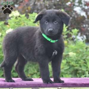 Namaan, German Shepherd Puppy