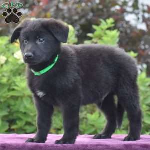 Namaan, German Shepherd Puppy