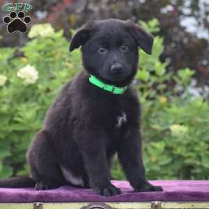 Namaan, German Shepherd Puppy
