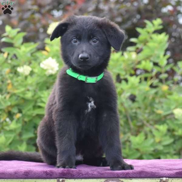 Namaan, German Shepherd Puppy