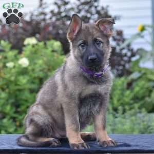 Nancy, German Shepherd Puppy
