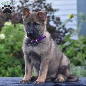 Nancy, German Shepherd Puppy