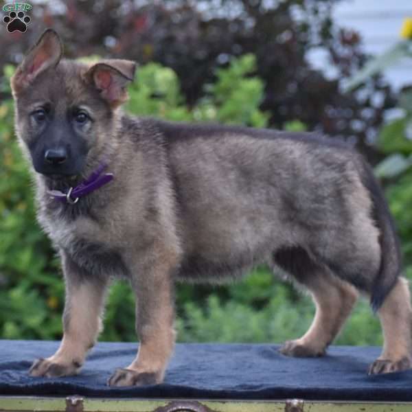 Nancy, German Shepherd Puppy