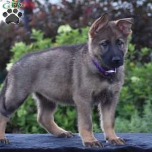 Nancy, German Shepherd Puppy