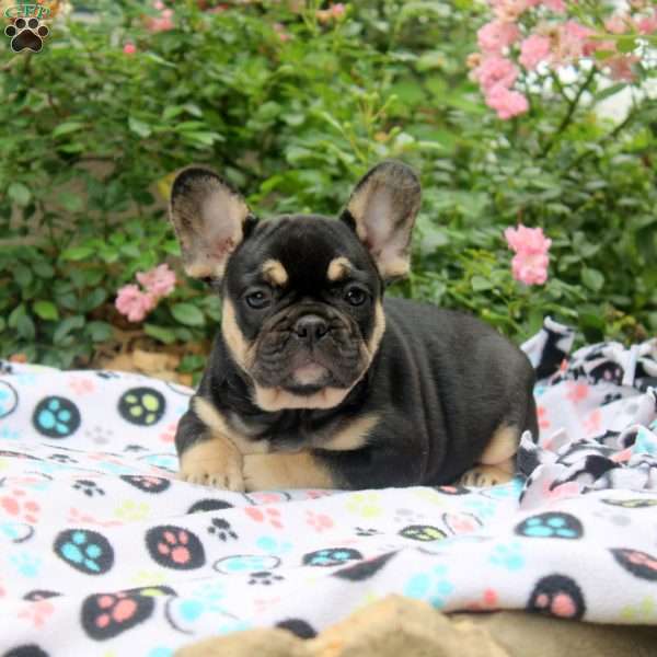 Nancy, French Bulldog Puppy