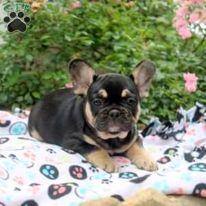 Nancy, French Bulldog Puppy