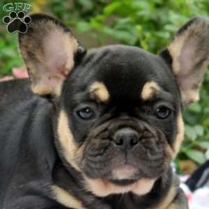 Nancy, French Bulldog Puppy
