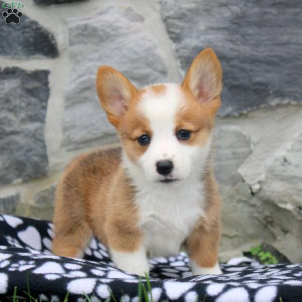Naomi, Pembroke Welsh Corgi Puppy