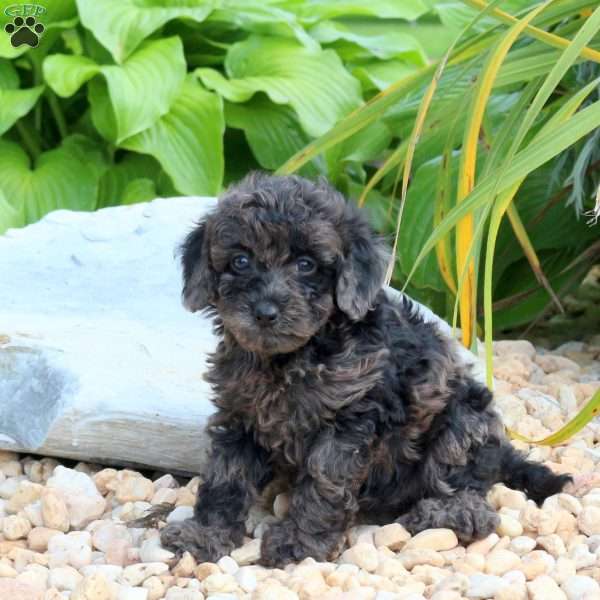 Naomi, Miniature Poodle Puppy