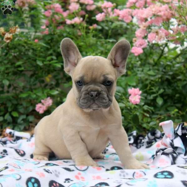 Naomi, French Bulldog Puppy