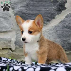 Naomi, Pembroke Welsh Corgi Puppy