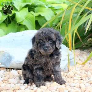 Naomi, Miniature Poodle Puppy