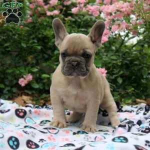 Naomi, French Bulldog Puppy