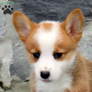 Naomi, Pembroke Welsh Corgi Puppy