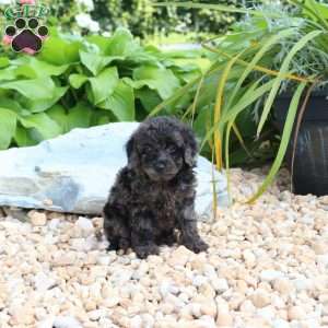 Naomi, Miniature Poodle Puppy