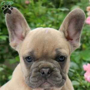 Naomi, French Bulldog Puppy