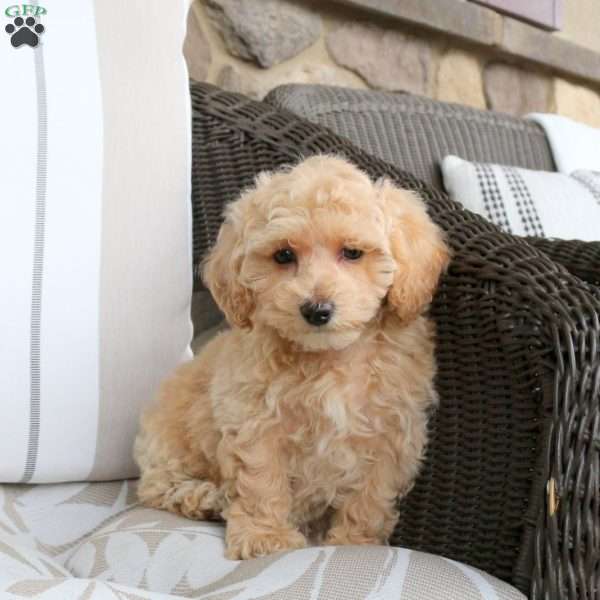 Natalie, Bich-Poo Puppy