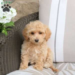 Natalie, Bich-Poo Puppy