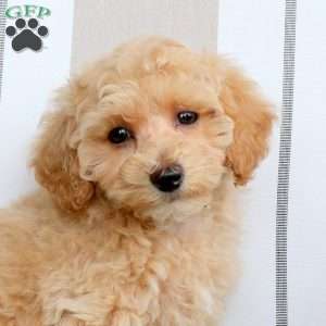 Natalie, Bich-Poo Puppy