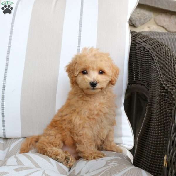 Natasha, Bich-Poo Puppy