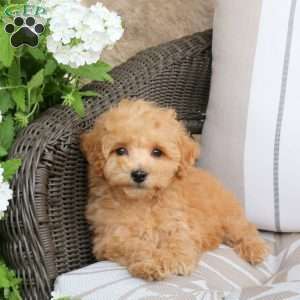 Natasha, Bich-Poo Puppy