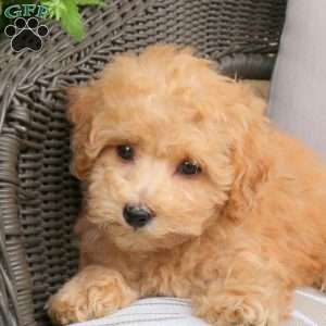 Natasha, Bich-Poo Puppy