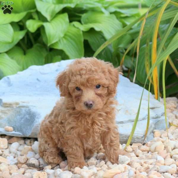 Nate, Miniature Poodle Puppy