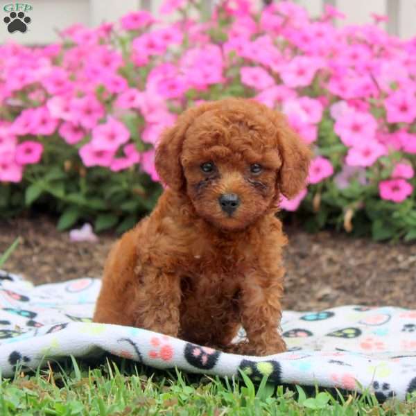 Nate, Toy Poodle Puppy