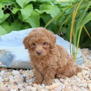 Nate, Miniature Poodle Puppy