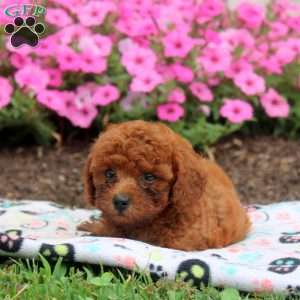 Nate, Toy Poodle Puppy