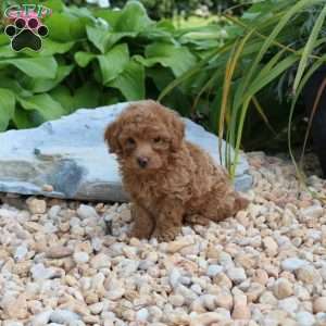 Nate, Miniature Poodle Puppy
