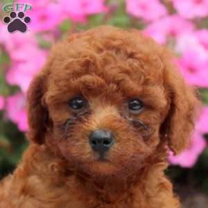 Nate, Toy Poodle Puppy