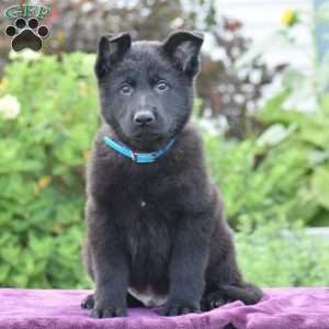 Nathan, German Shepherd Puppy