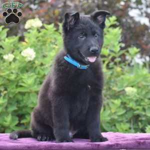 Nathan, German Shepherd Puppy