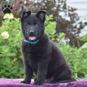 Nathan, German Shepherd Puppy