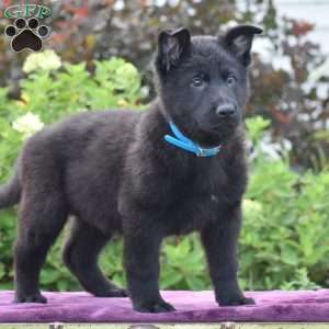 Nathan, German Shepherd Puppy