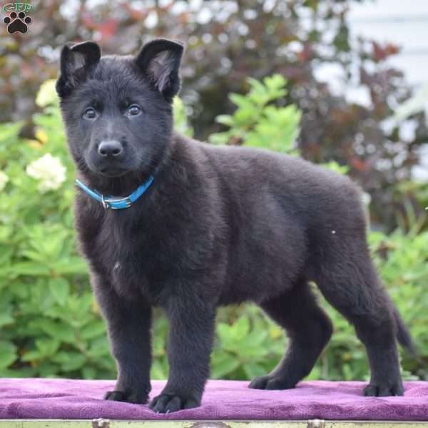 Nathan, German Shepherd Puppy