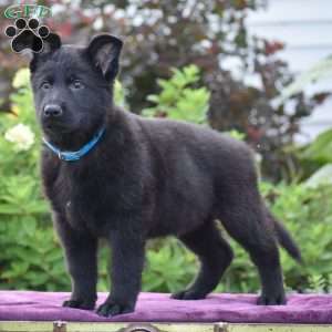 Nathan, German Shepherd Puppy
