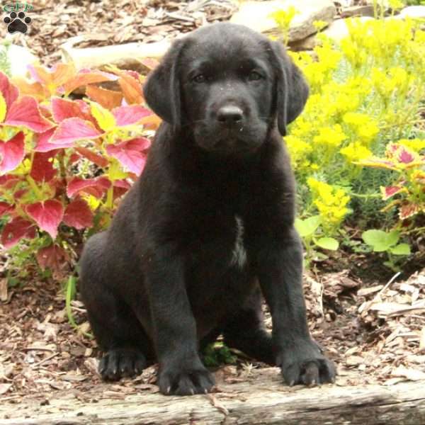 Ned, Black Labrador Retriever Puppy
