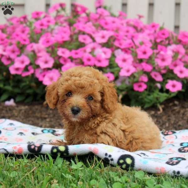 Neil, Toy Poodle Puppy