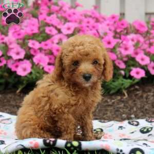 Neil, Toy Poodle Puppy