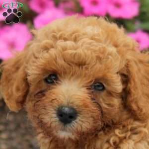 Neil, Toy Poodle Puppy