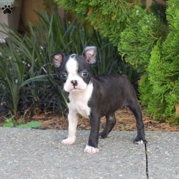 Nellie, Boston Terrier Puppy