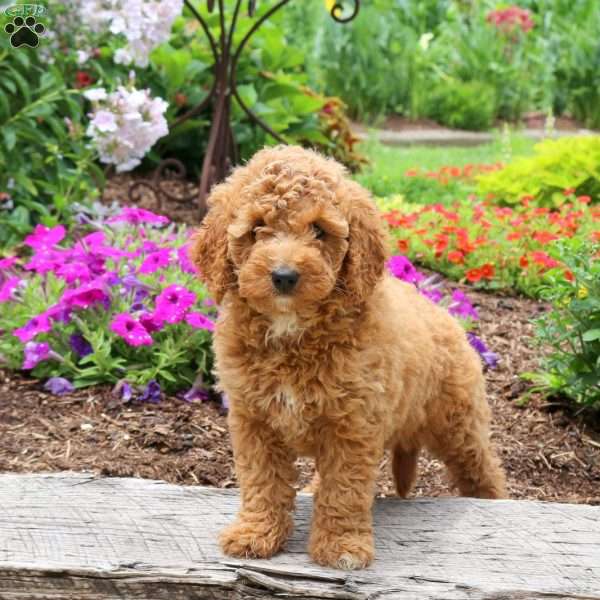 Nellie, Mini Goldendoodle Puppy