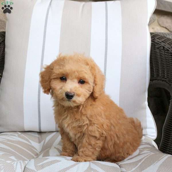 Nellie, Bich-Poo Puppy