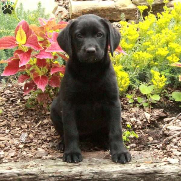 Nellie, Black Labrador Retriever Puppy