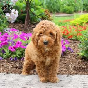 Nellie, Mini Goldendoodle Puppy